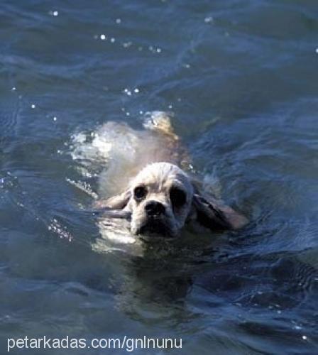 alpi Erkek Amerikan Cocker Spaniel