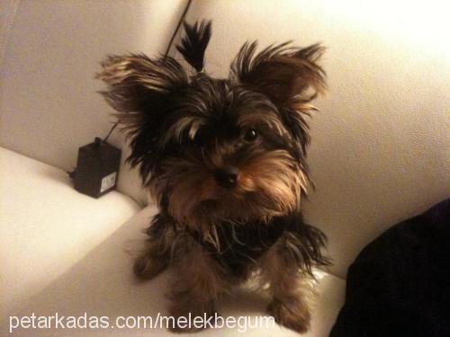 chicco Erkek Yorkshire Terrier