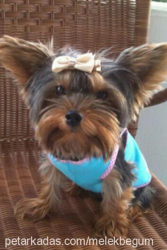 chicco Erkek Yorkshire Terrier