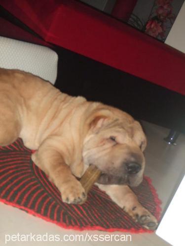 kral Erkek Çin Shar-Pei