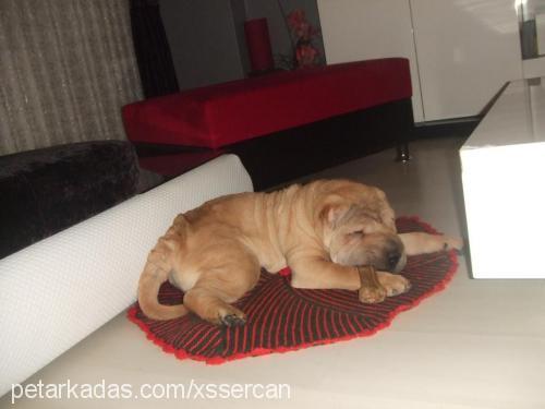 kral Erkek Çin Shar-Pei