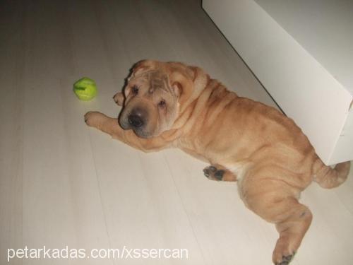 kral Erkek Çin Shar-Pei