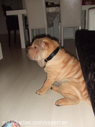 kral Erkek Çin Shar-Pei