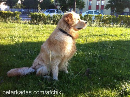 portakal Erkek Golden Retriever