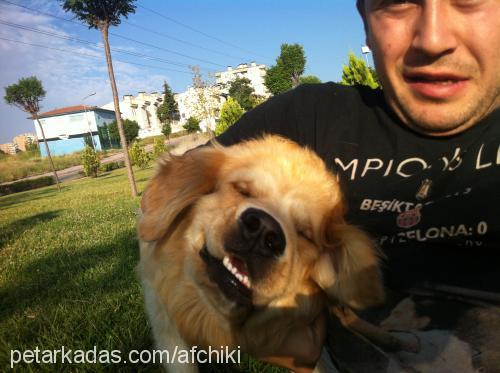 portakal Erkek Golden Retriever