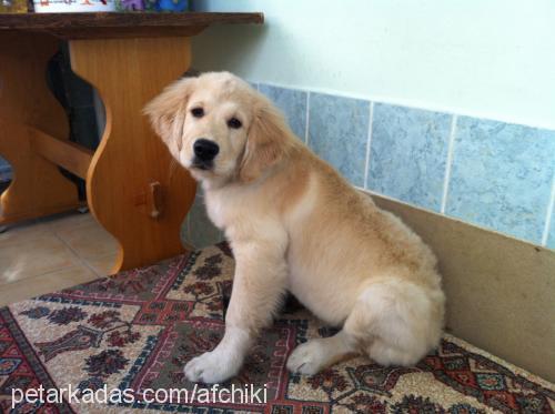 portakal Erkek Golden Retriever