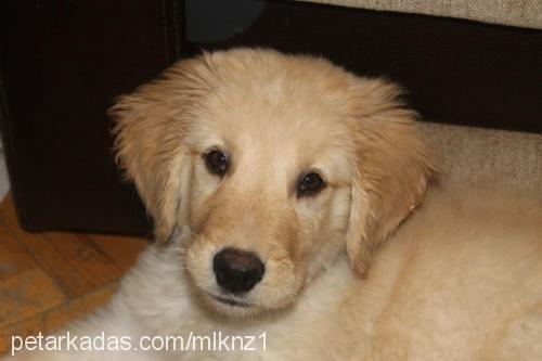 maya Dişi Golden Retriever