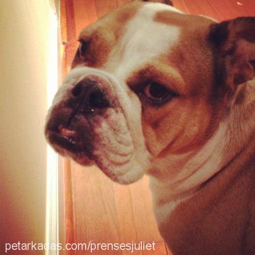 betty Dişi İngiliz Bulldog