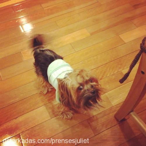 sarah Dişi Yorkshire Terrier