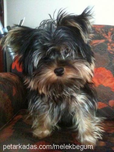 chicco Erkek Yorkshire Terrier