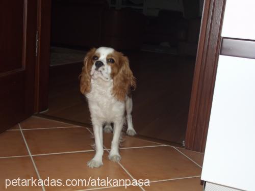 paşa Erkek Cavalier King Charles Spanieli