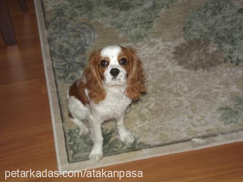 paşa Erkek Cavalier King Charles Spanieli