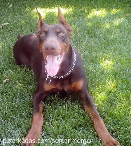 red Erkek Doberman Pinscher