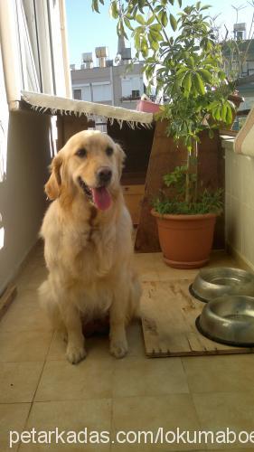 lokum Dişi Golden Retriever