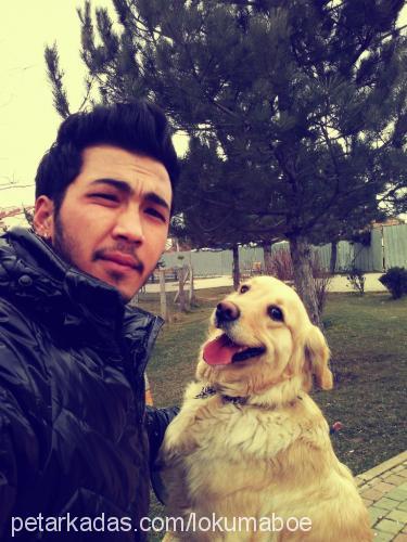 lokum Dişi Golden Retriever