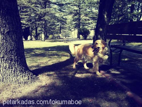 lokum Dişi Golden Retriever