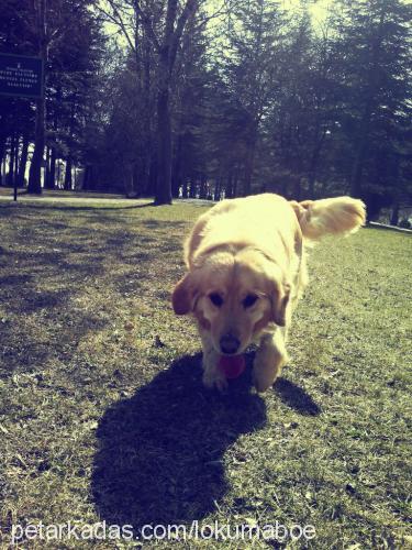 lokum Dişi Golden Retriever