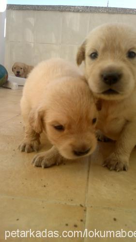 lokum Dişi Golden Retriever