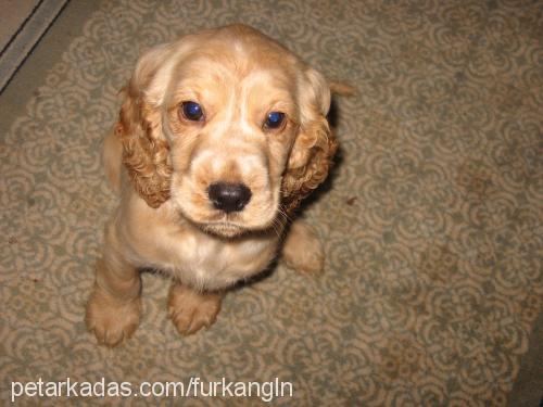 aşil Erkek İngiliz Cocker Spaniel