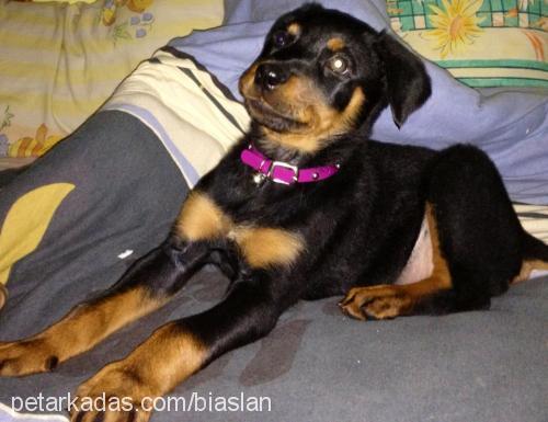 tyna Dişi Rottweiler