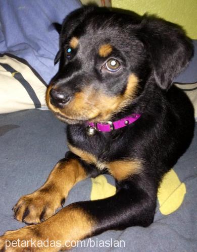 tyna Dişi Rottweiler