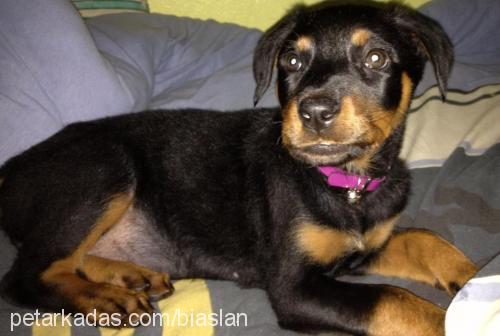 tyna Dişi Rottweiler