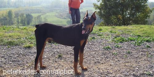 paşa Erkek Doberman Pinscher