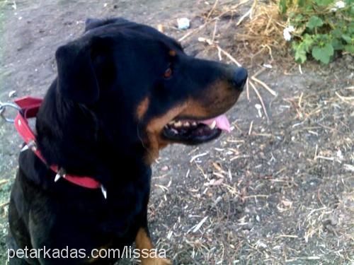 lissa Dişi Rottweiler