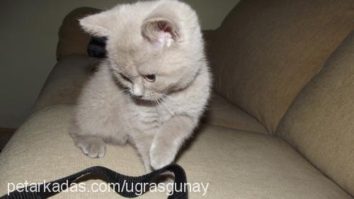 bihter Dişi British Shorthair