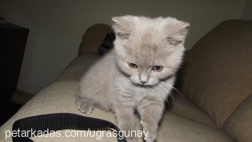 bihter Dişi British Shorthair