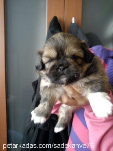 liliiii Dişi Pekingese