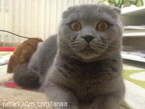 lana Dişi Scottish Fold