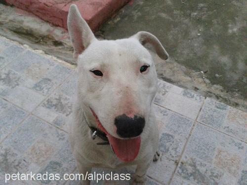 rakı Erkek Bull Terrier