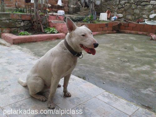 rakı Erkek Bull Terrier