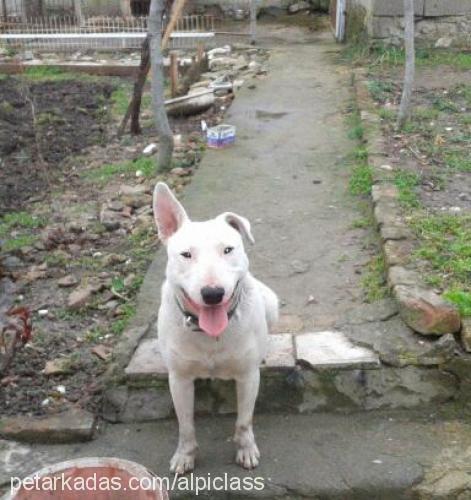 rakı Erkek Bull Terrier