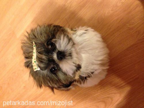 kuki Dişi Shih-Tzu