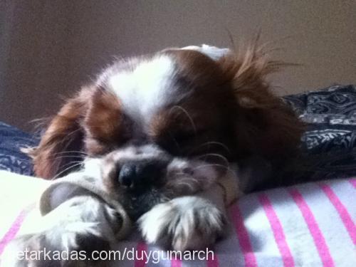 march Erkek Cavalier King Charles Spanieli