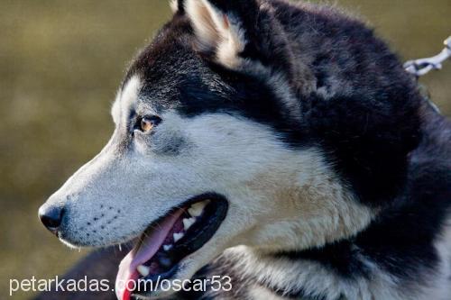 oscar Erkek Sibirya Kurdu (Husky)