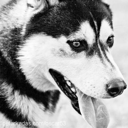 oscar Erkek Sibirya Kurdu (Husky)