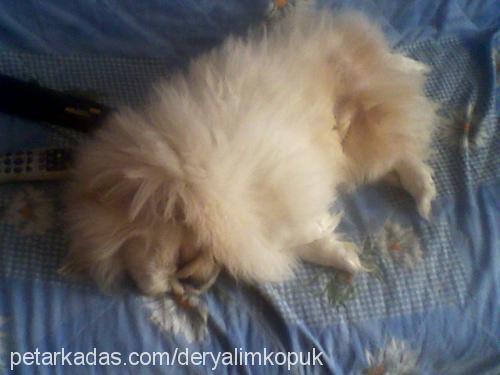 köpük Erkek Pekingese