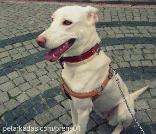 sakiz Dişi Labrador Retriever