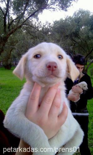 sakiz Dişi Labrador Retriever