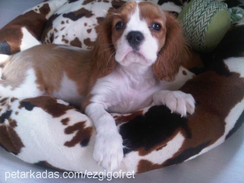 gofret Erkek King Charles Spaniel