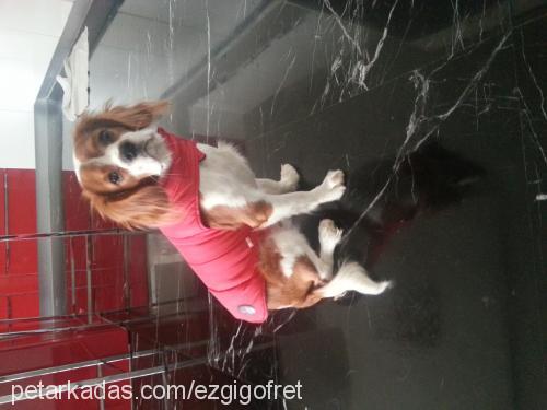 gofret Erkek King Charles Spaniel