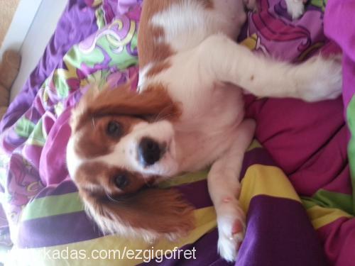 gofret Erkek King Charles Spaniel