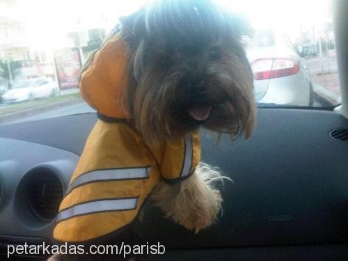 paris Dişi Yorkshire Terrier