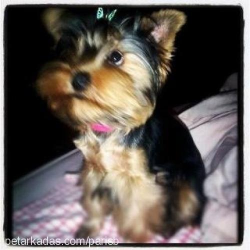 paris Dişi Yorkshire Terrier