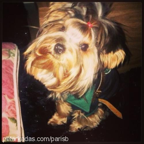 paris Dişi Yorkshire Terrier