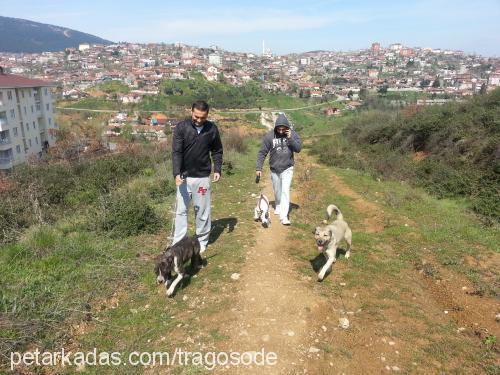 nadia Dişi Amerikan Pitbull Terrier