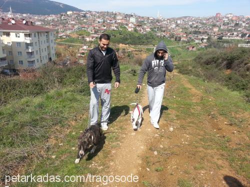 nadia Dişi Amerikan Pitbull Terrier